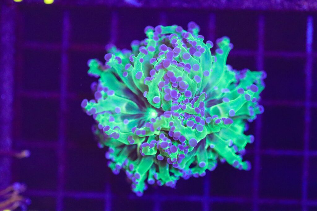 Frag Box Corals