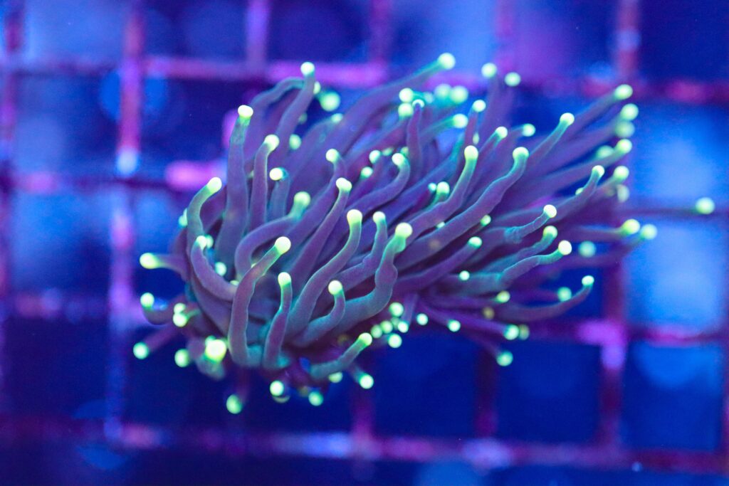 Frag Box Corals