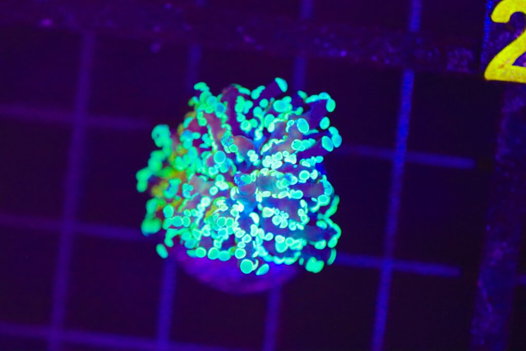 Frag Box Corals