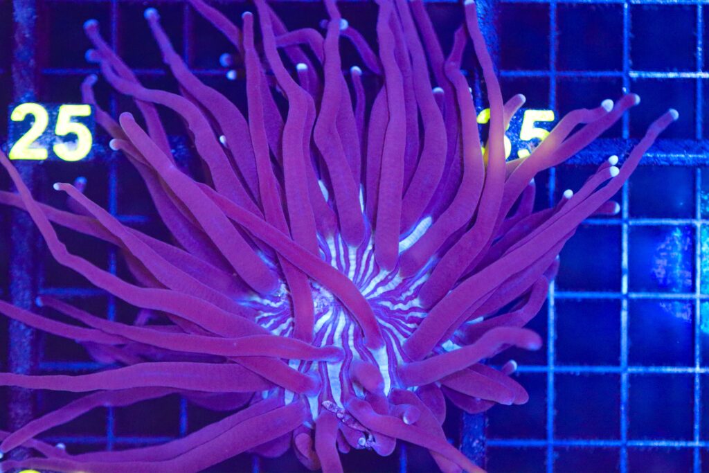 Frag Box Corals