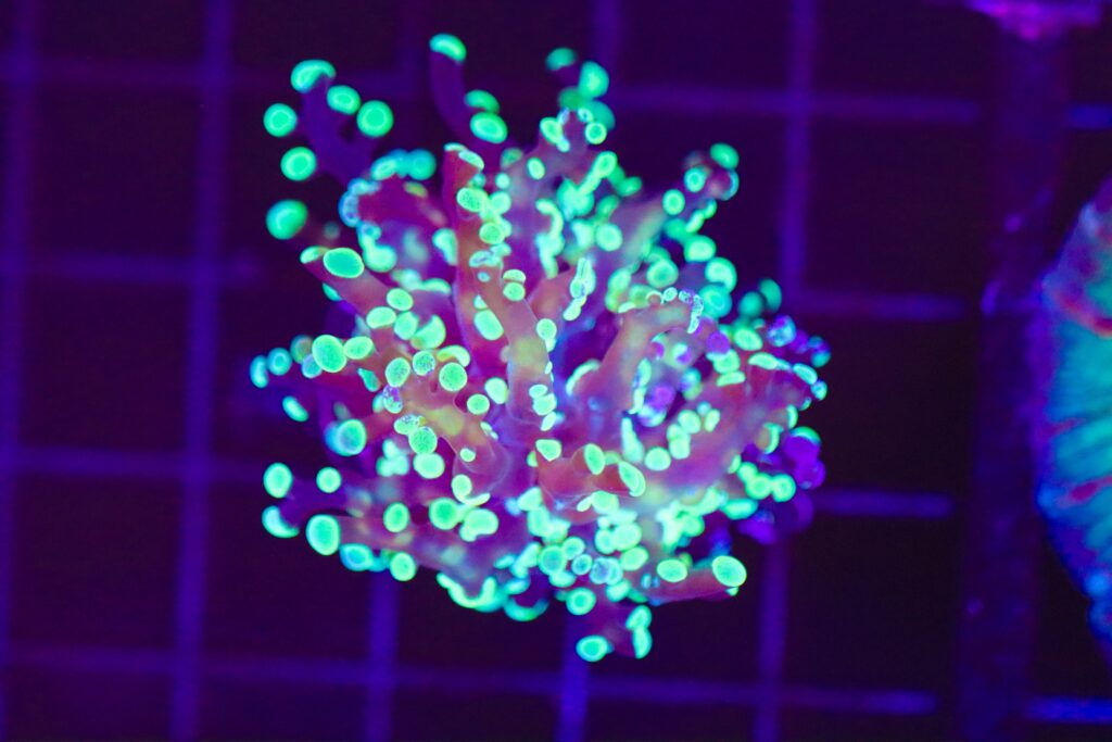 Frag Box Corals