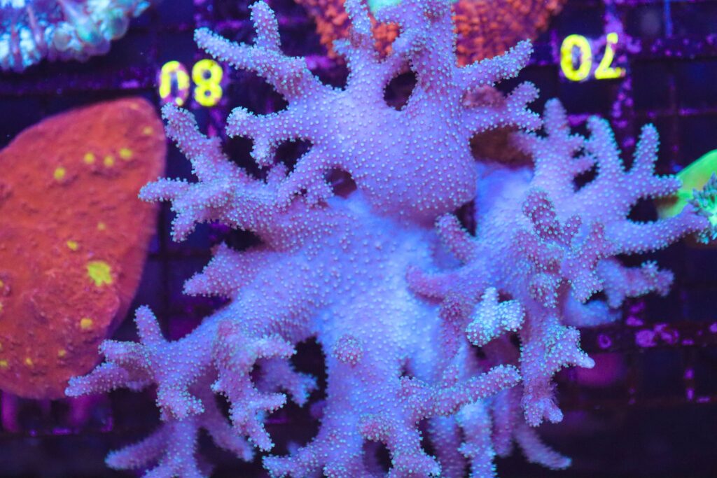 Frag Box Corals