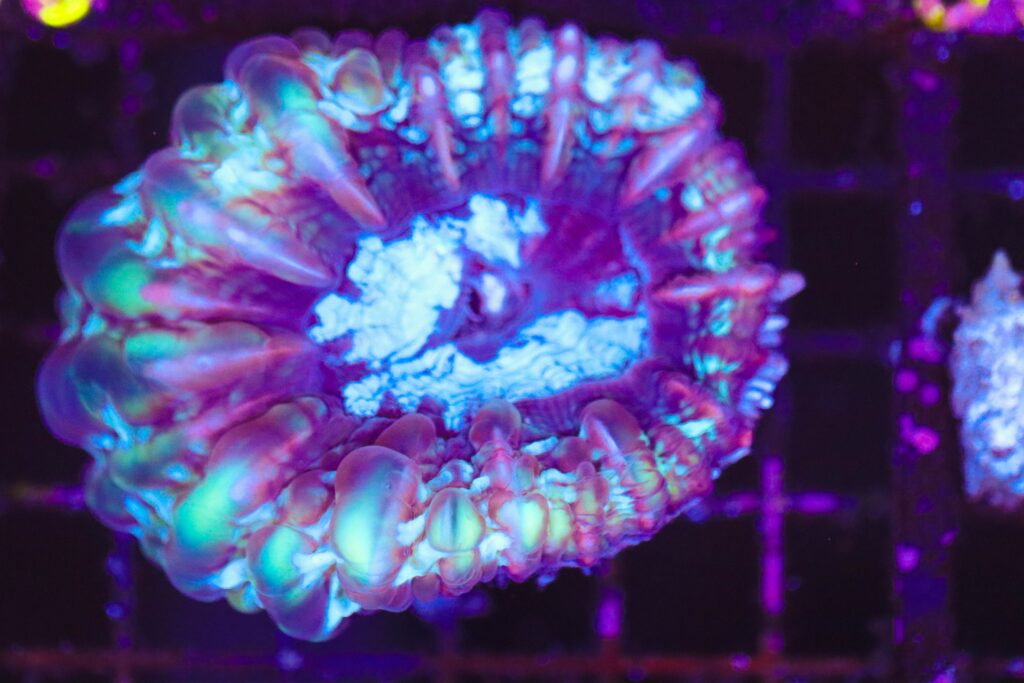 Frag Box Corals