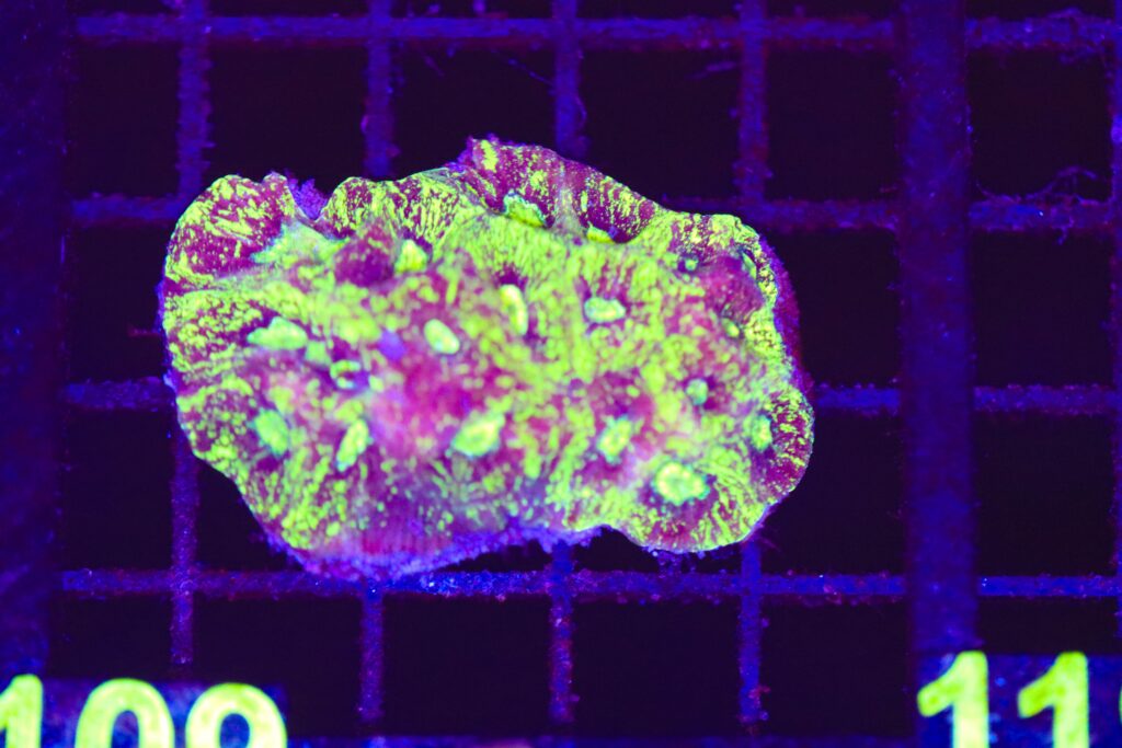 Frag Box Corals