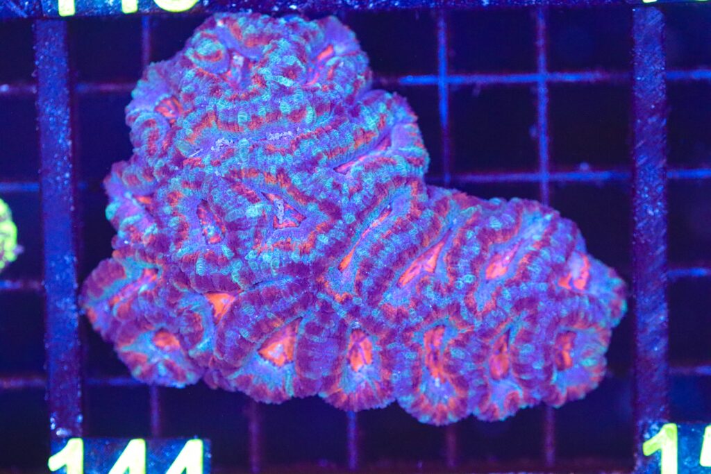 Frag Box Corals