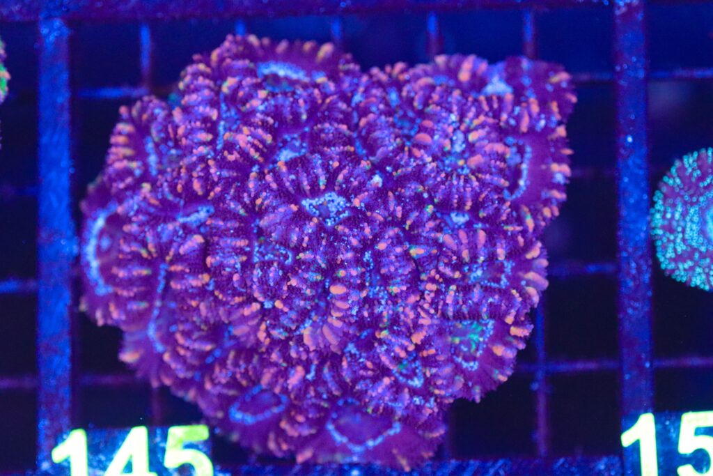 Frag Box Corals