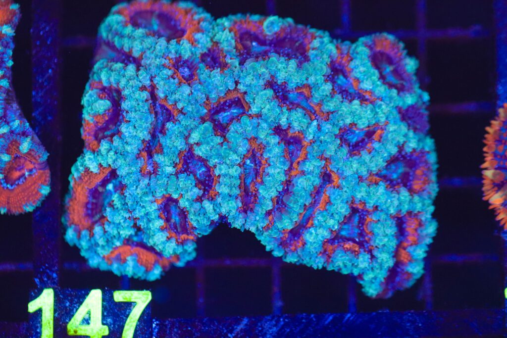 Frag Box Corals