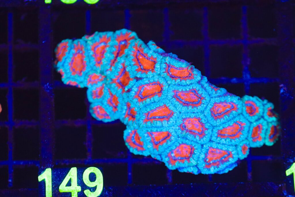 Frag Box Corals