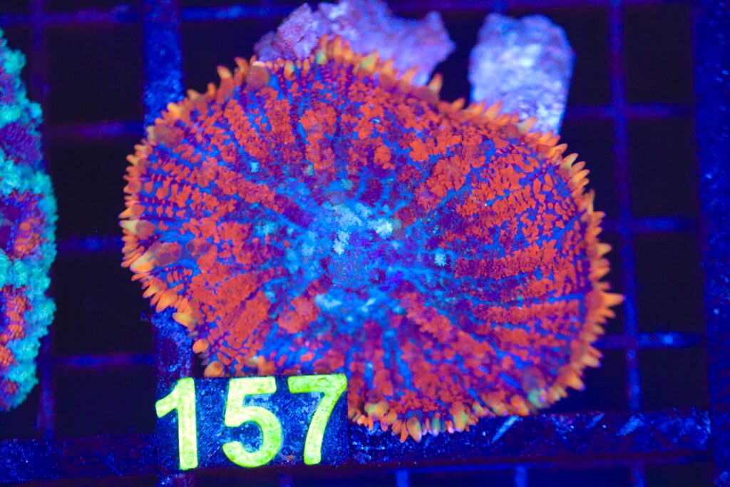 Frag Box Corals