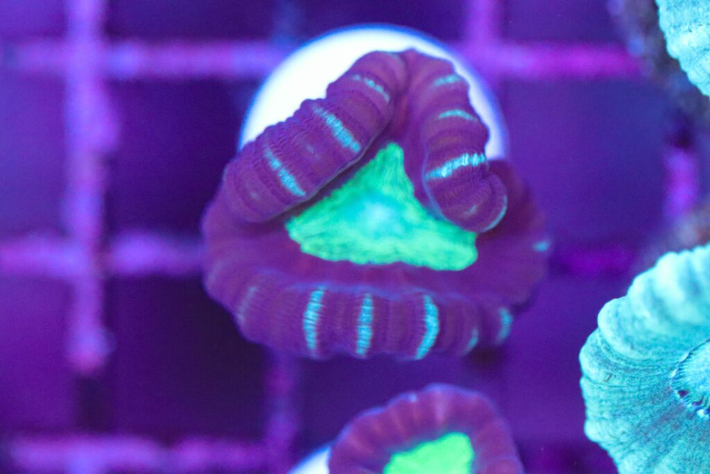 Frag Box Corals