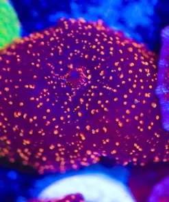 Orange Interstellar Mushroom