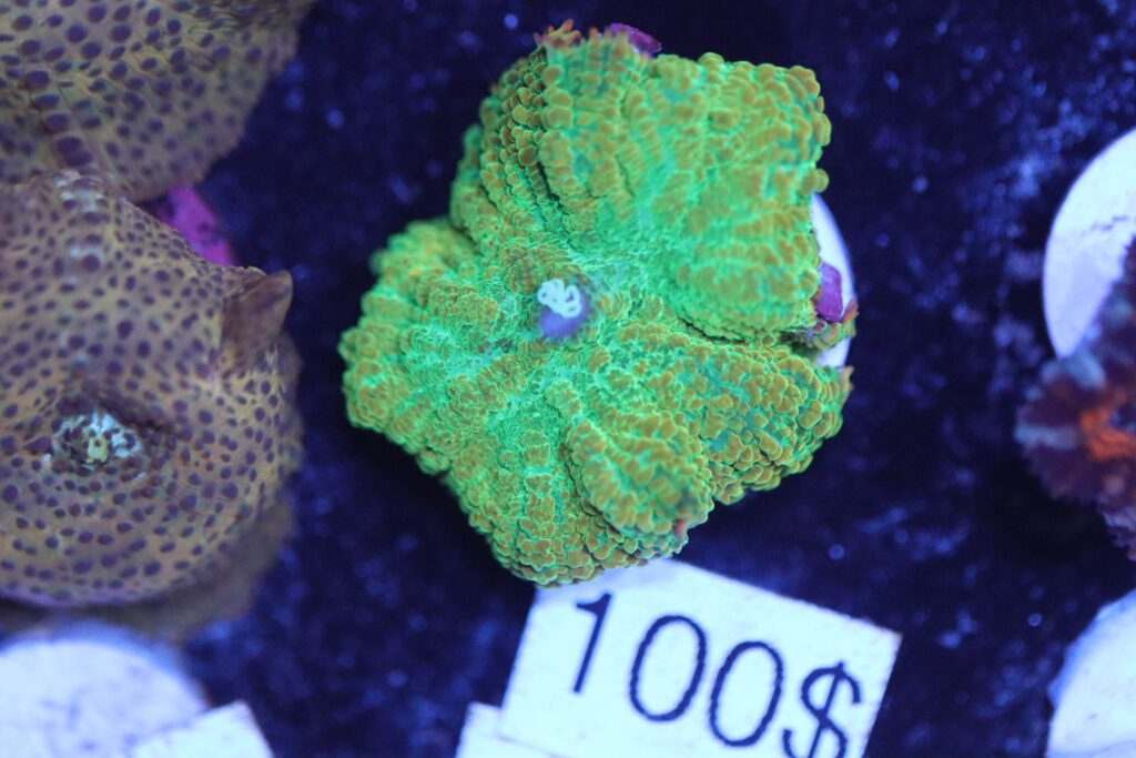Frag Box Corals