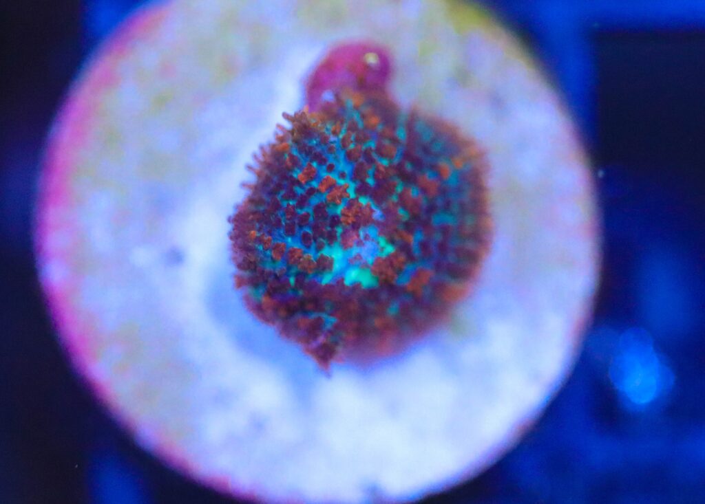 Frag Box Corals