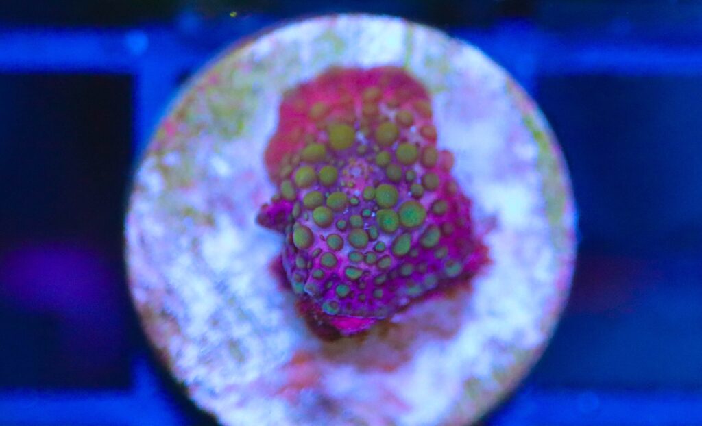 Frag Box Corals