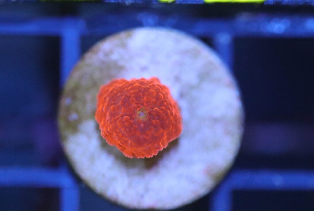 Frag Box Corals
