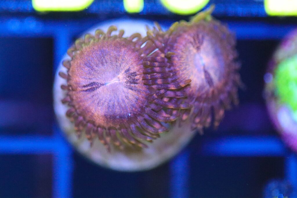 Frag Box Corals