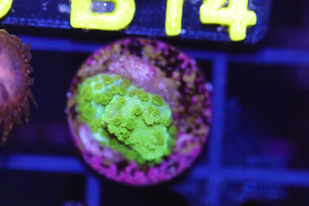 Frag Box Corals