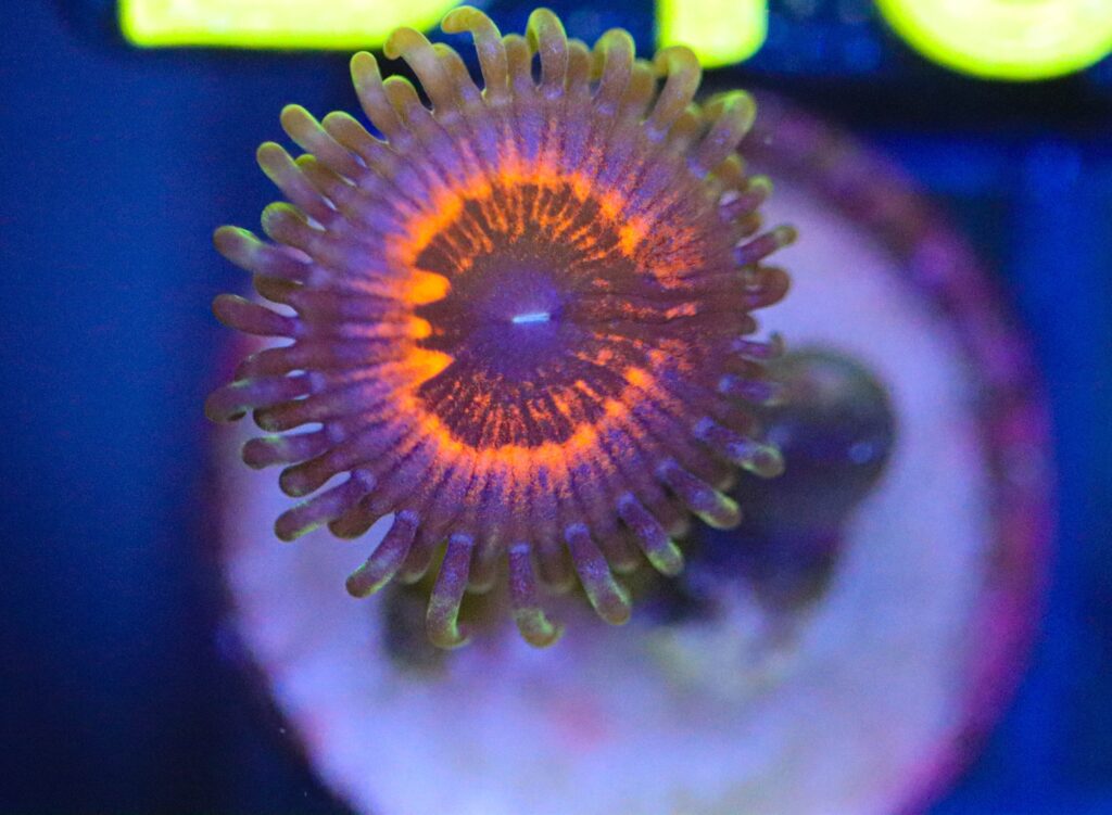 Frag Box Corals