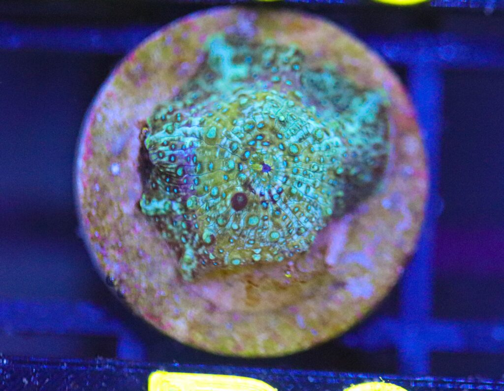 Frag Box Corals