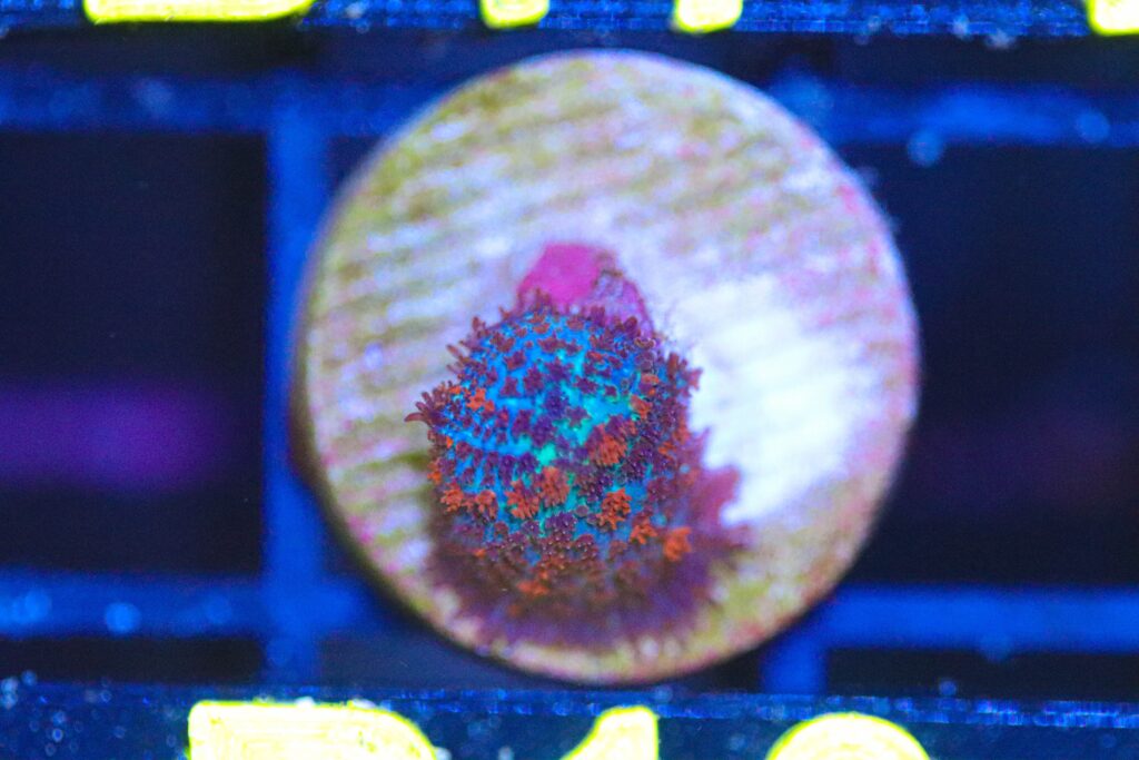 Frag Box Corals