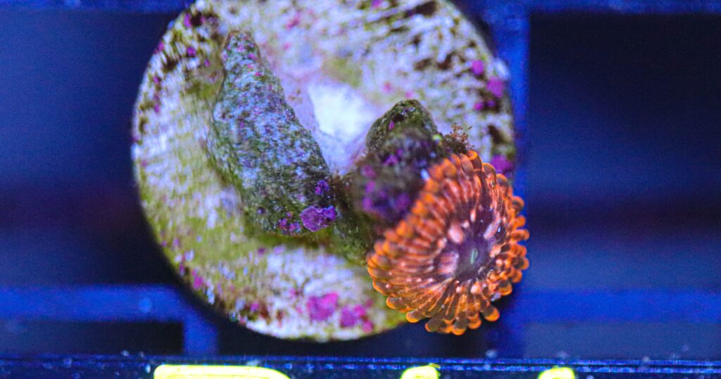 Frag Box Corals