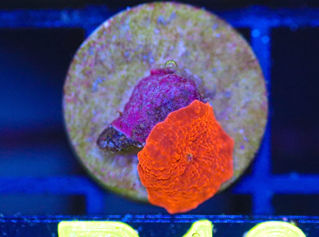 Frag Box Corals