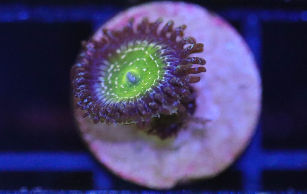 Frag Box Corals