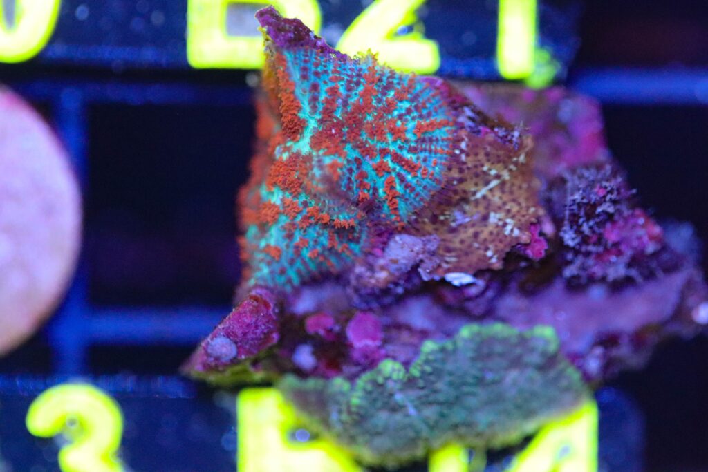 Frag Box Corals