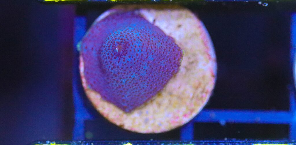 Frag Box Corals