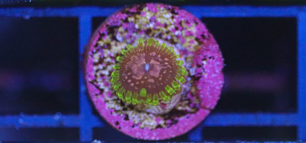 Frag Box Corals