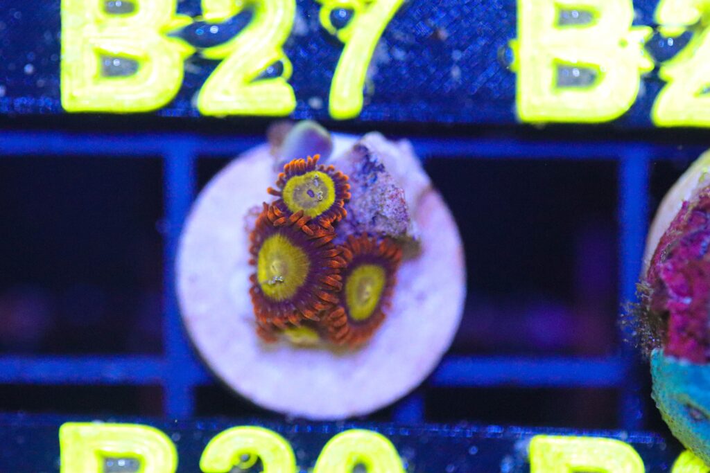 Frag Box Corals