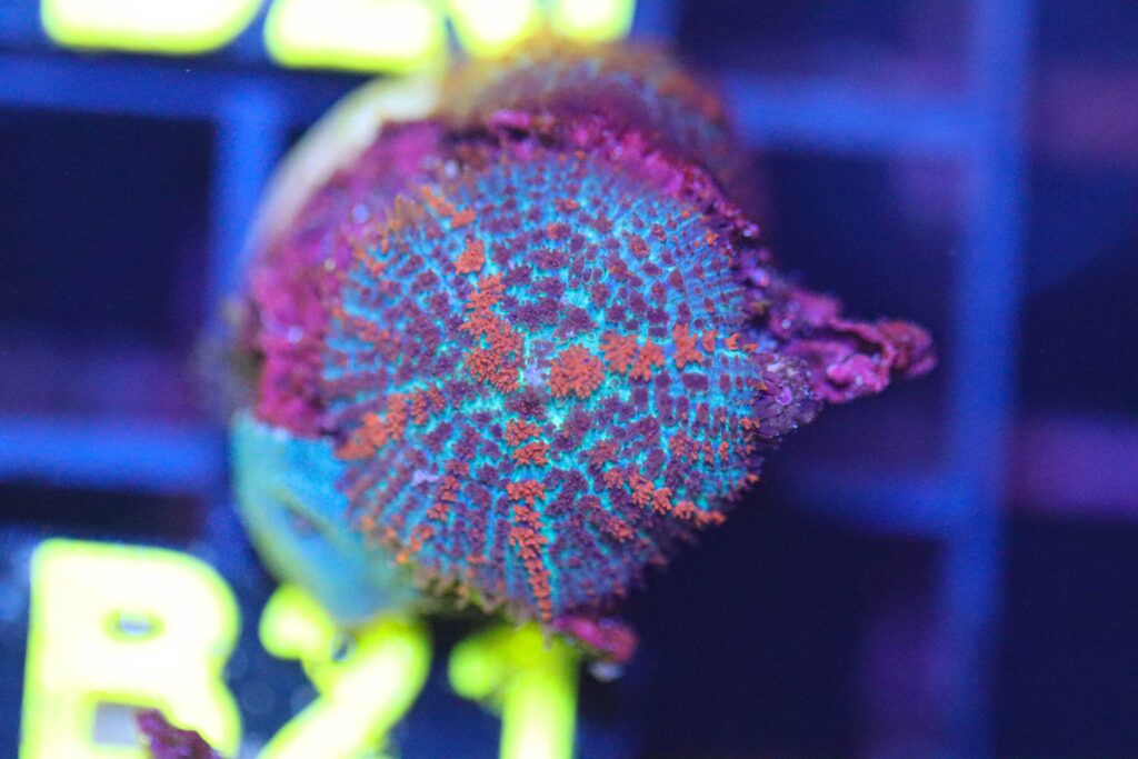 Frag Box Corals