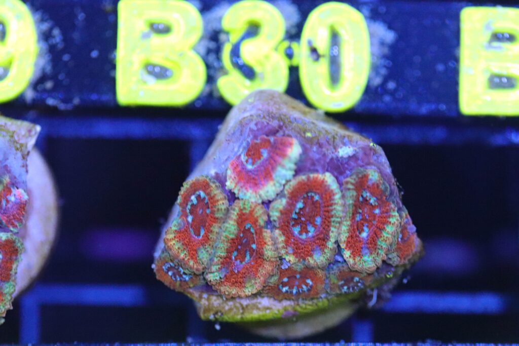 Frag Box Corals