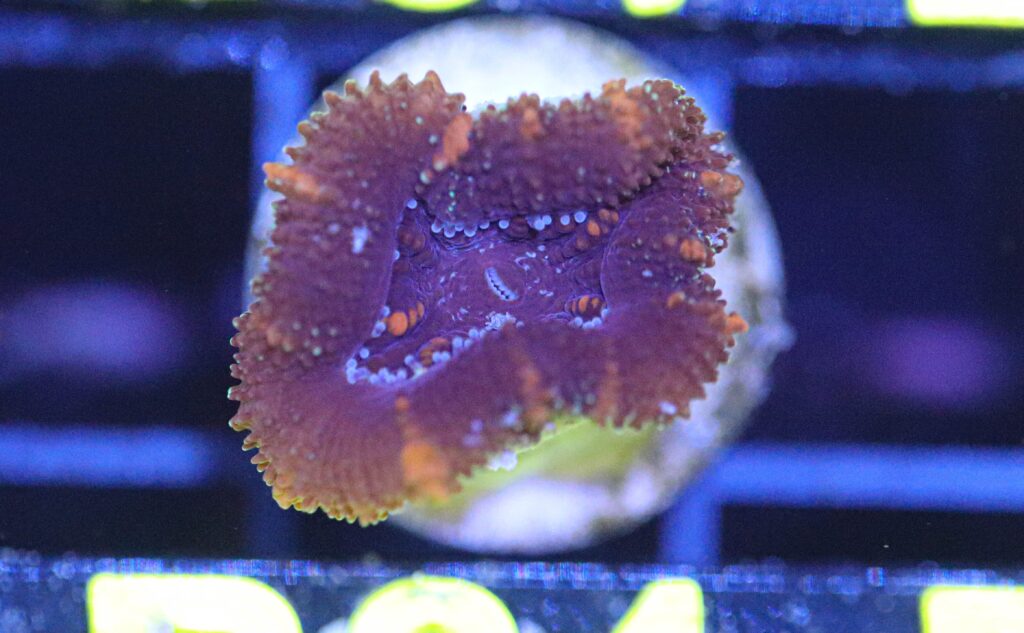 Frag Box Corals