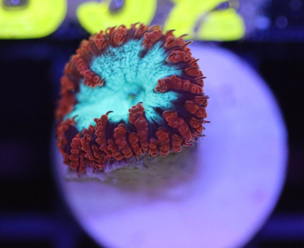 Frag Box Corals
