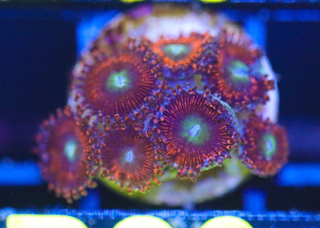 Frag Box Corals