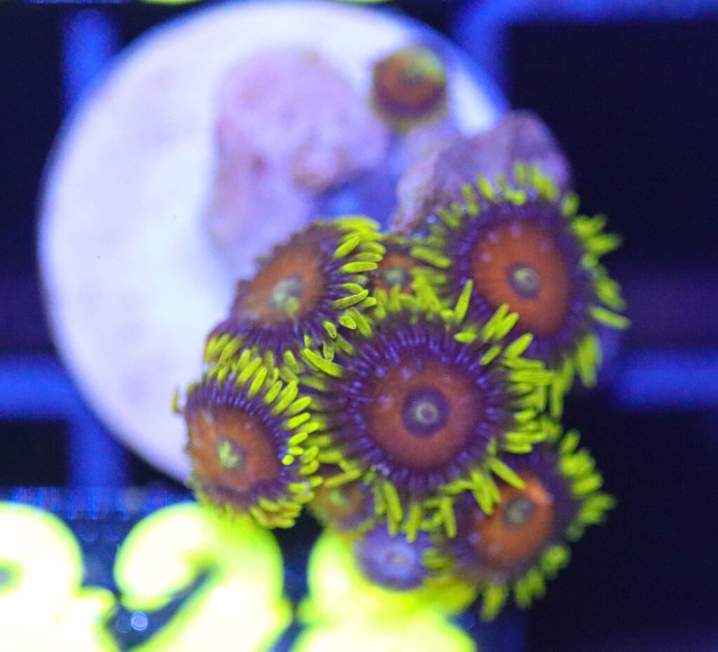 Frag Box Corals