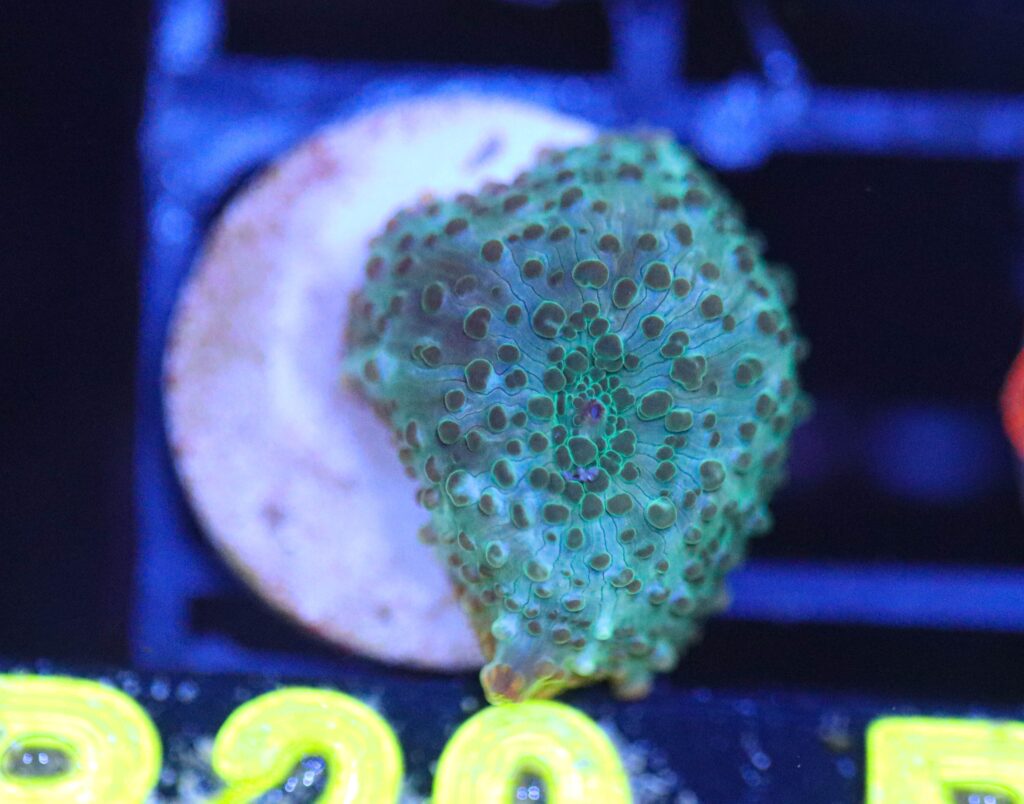 Frag Box Corals