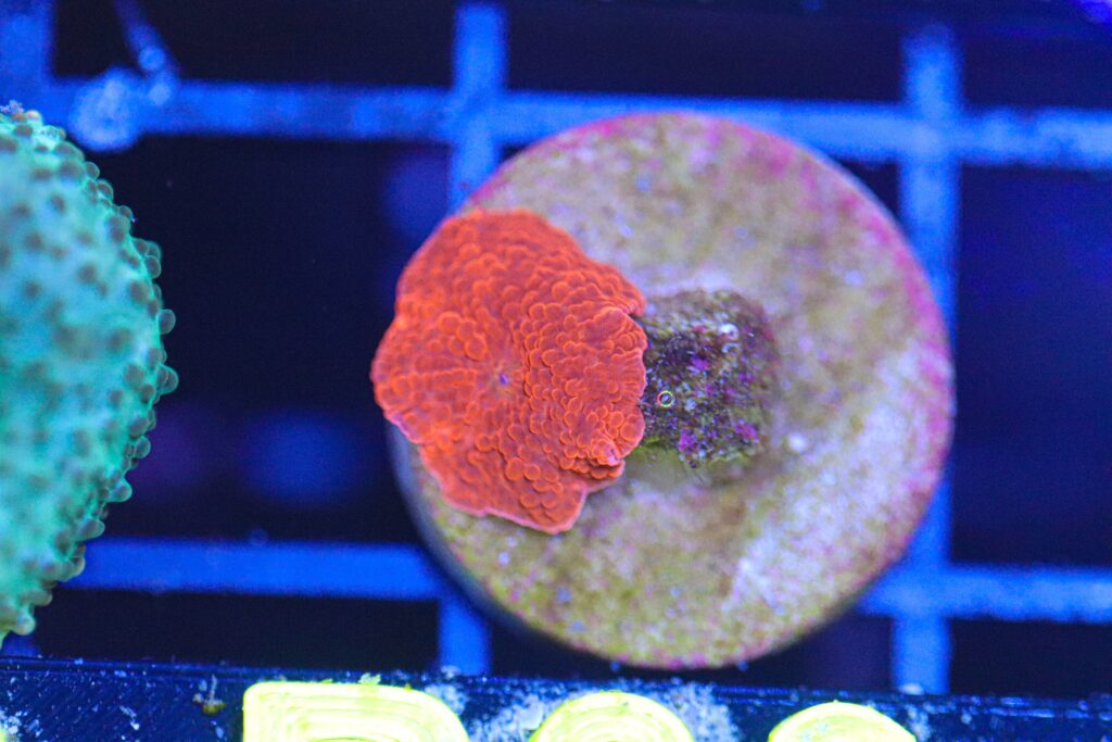 Frag Box Corals
