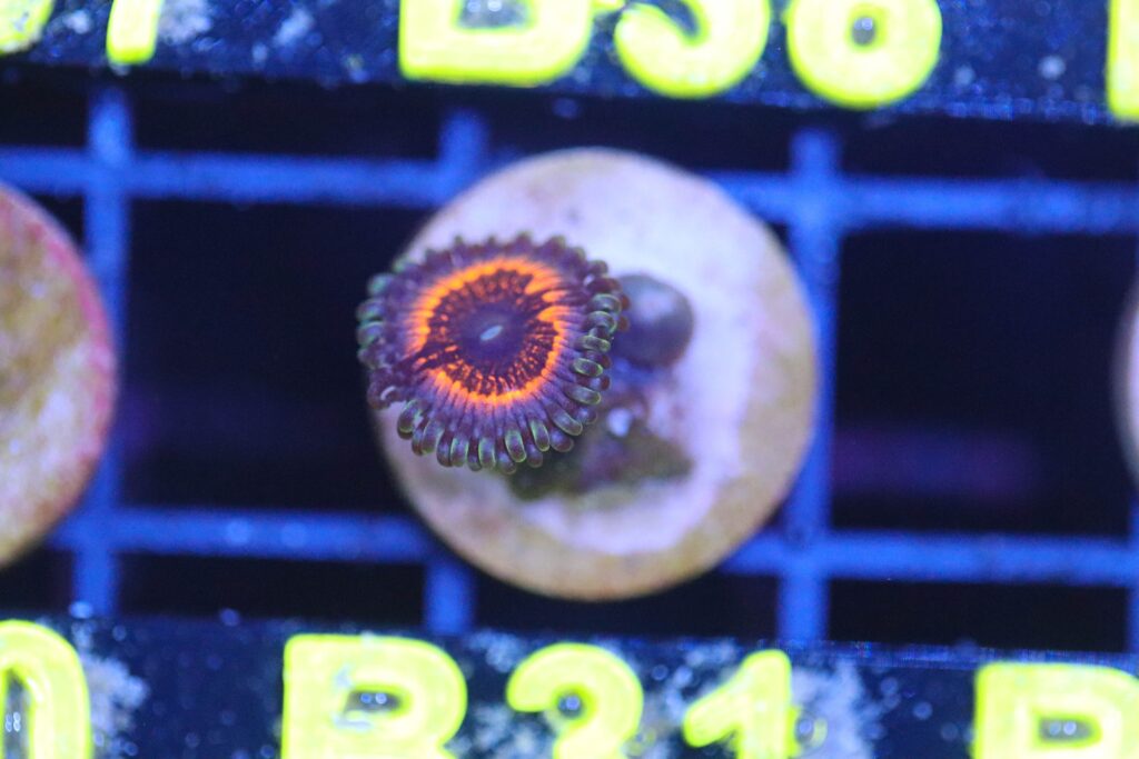 Frag Box Corals