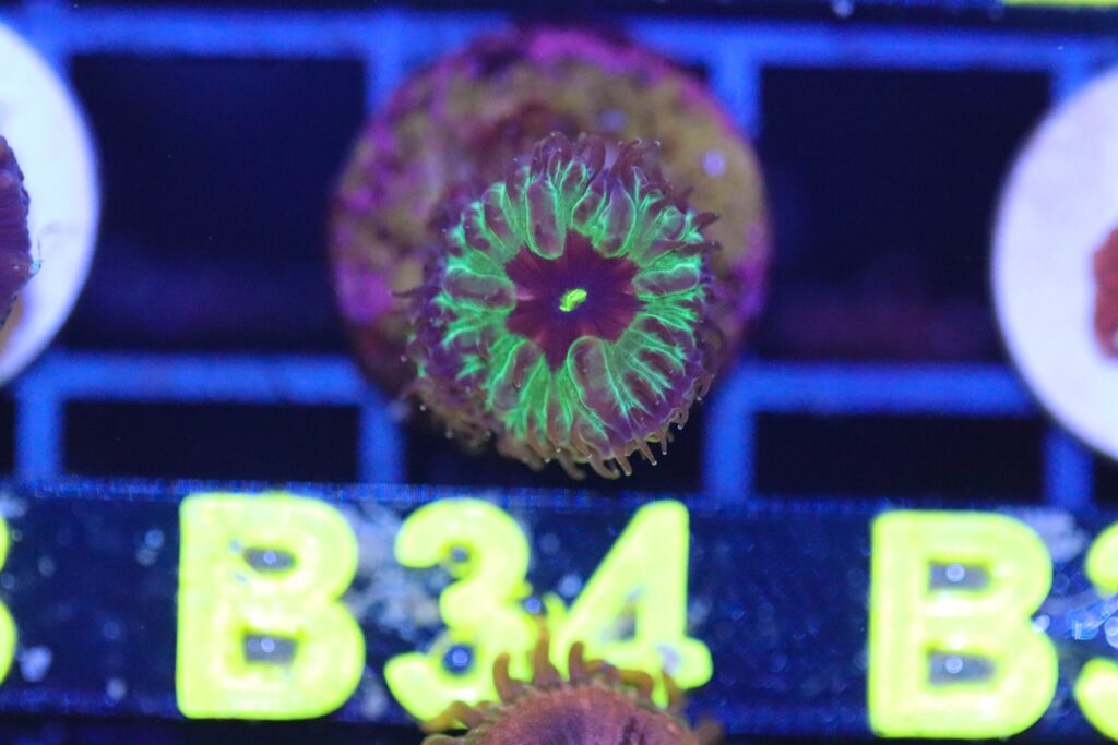 Frag Box Corals