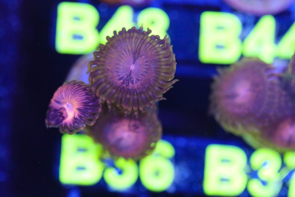 Frag Box Corals