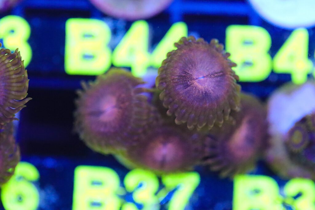Frag Box Corals
