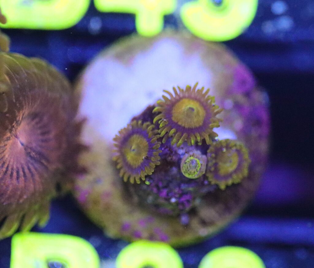 Frag Box Corals