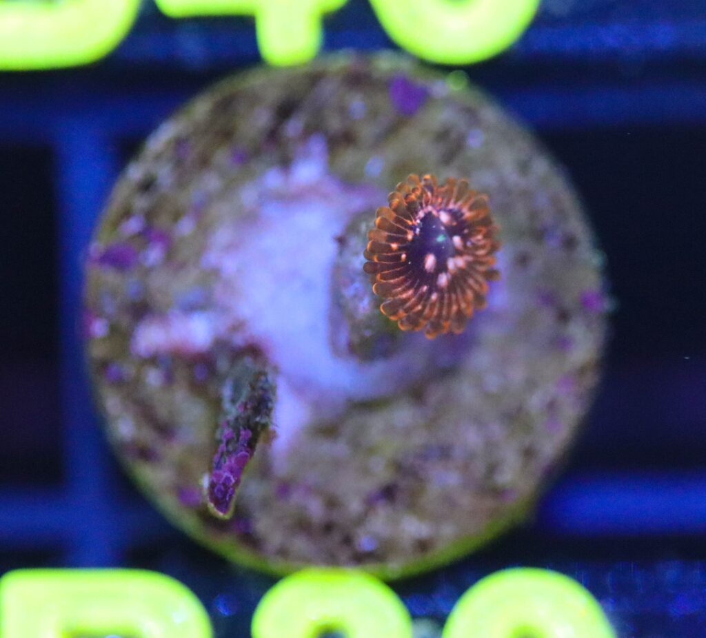 Frag Box Corals