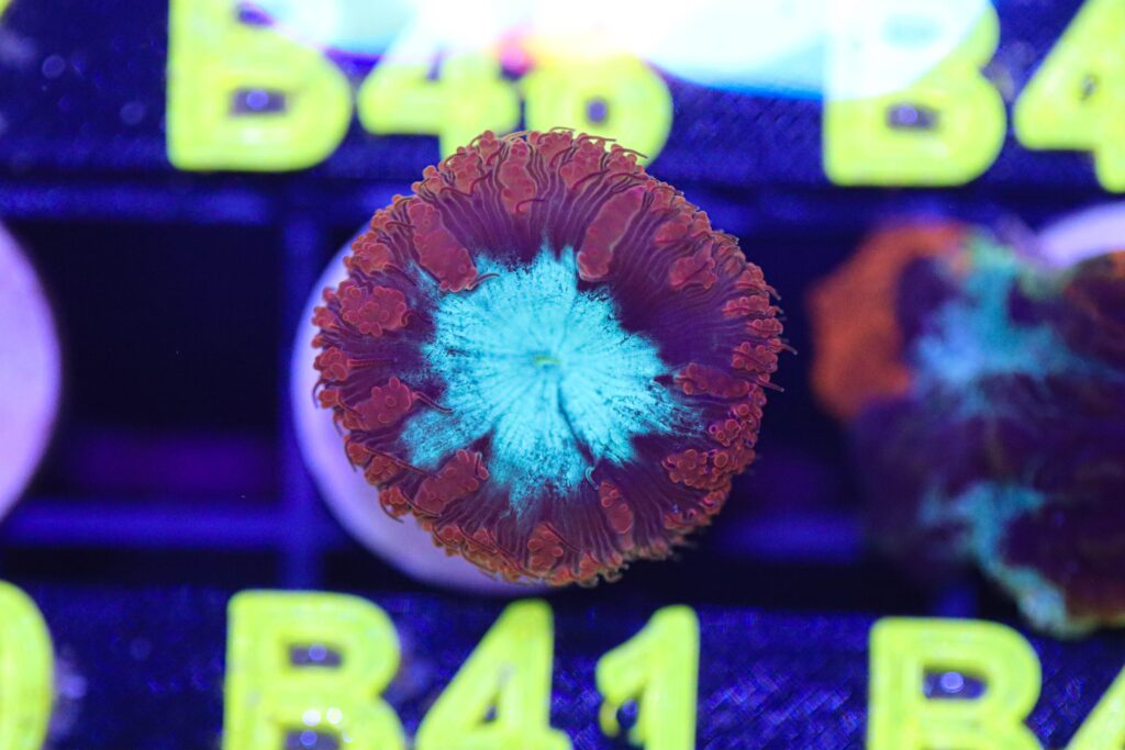 Frag Box Corals