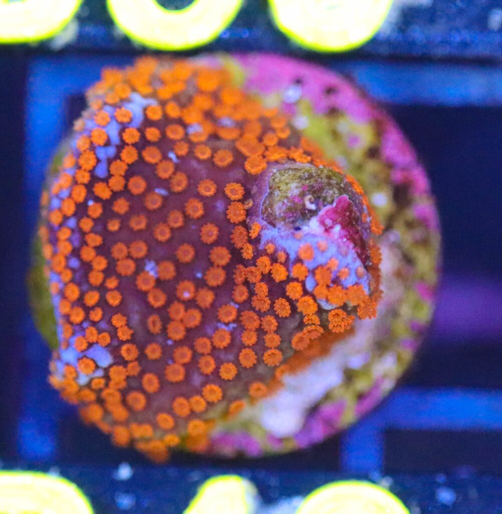 Frag Box Corals