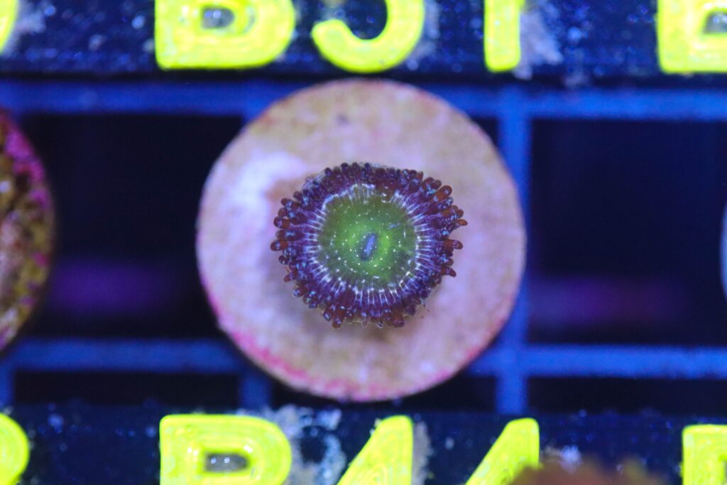 Frag Box Corals