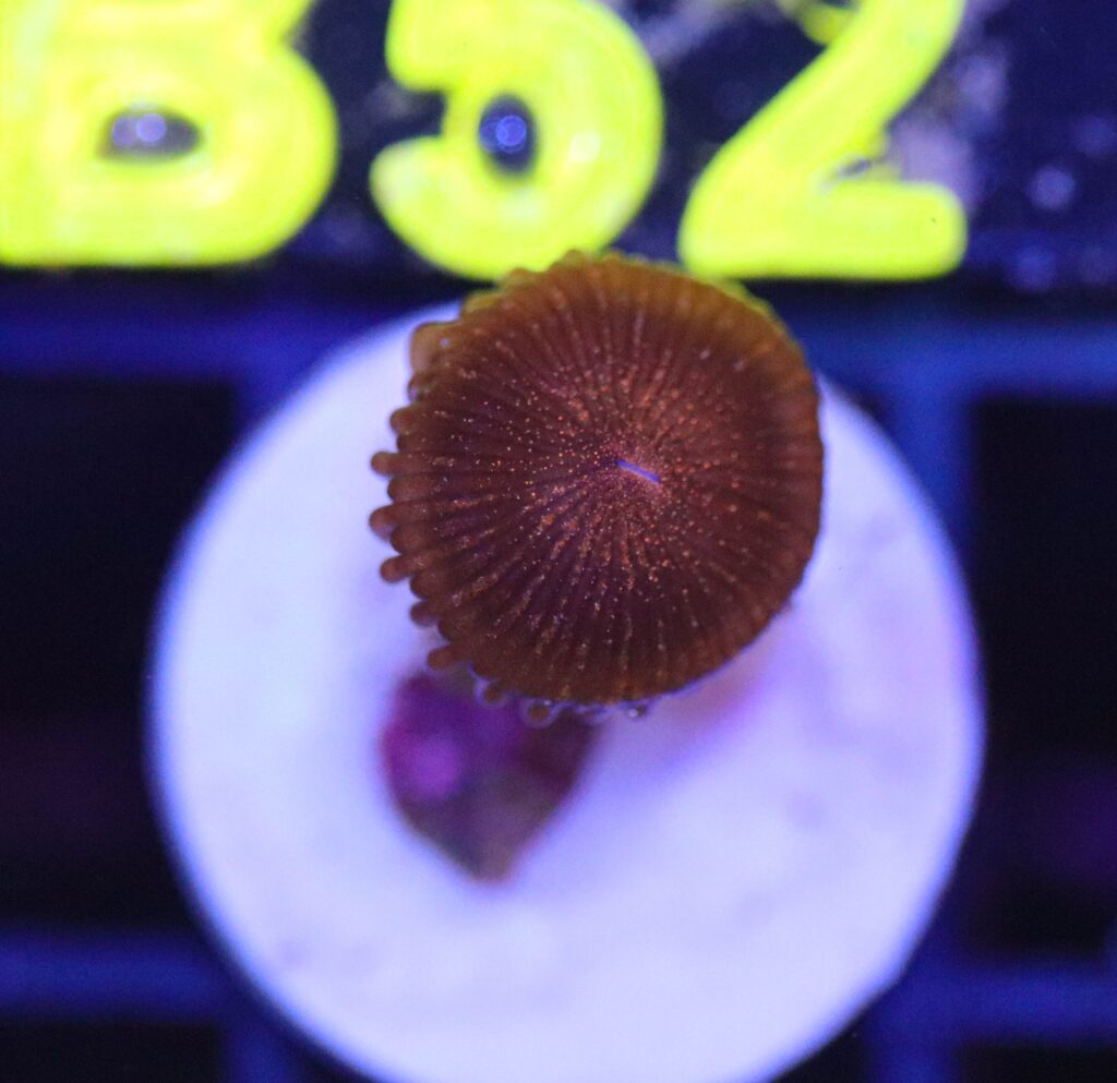 Frag Box Corals