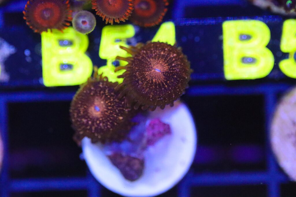 Frag Box Corals